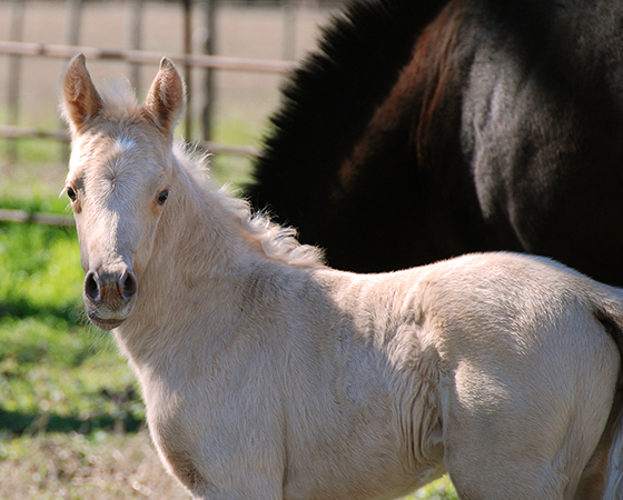 CD Diamond x Xquizit Cat - 2020 Filly